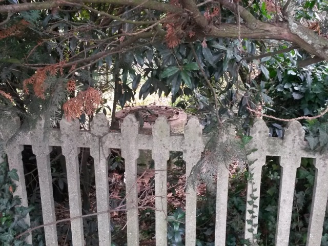 0007 Castagnole 2016 01 22 Mozzoni.jpg