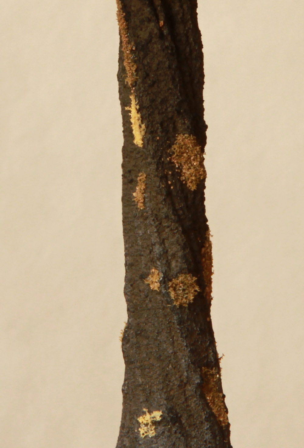 quercia_4.jpg