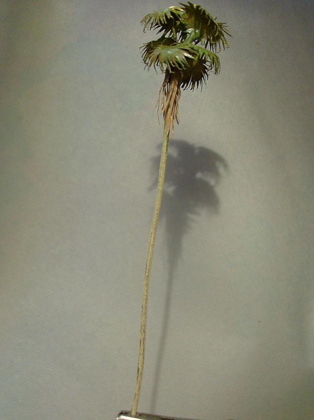 palma artigianale scala n 2.jpg