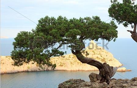 pino marittimo su roccia.JPG