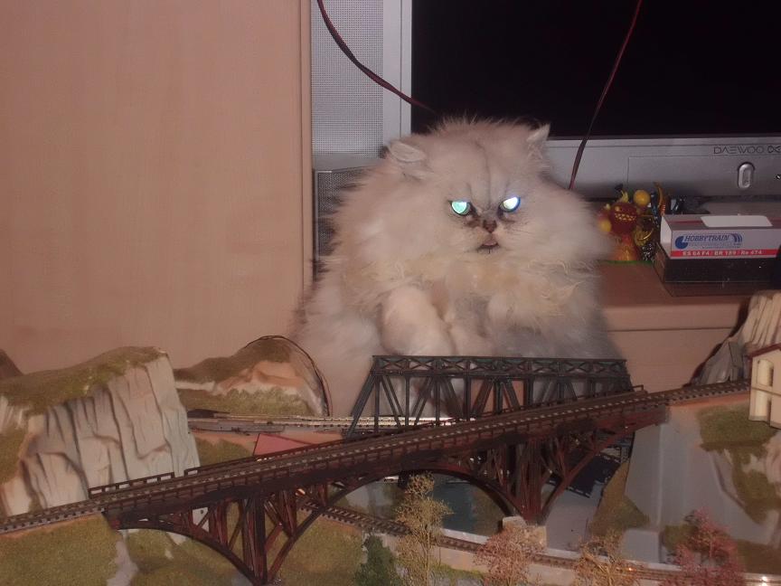 gatto.JPG