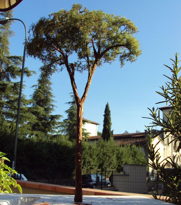 DSC02932.JPG