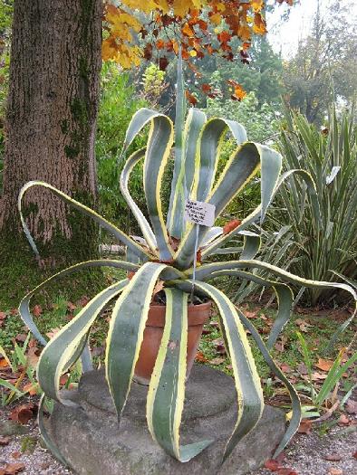 agave.jpg