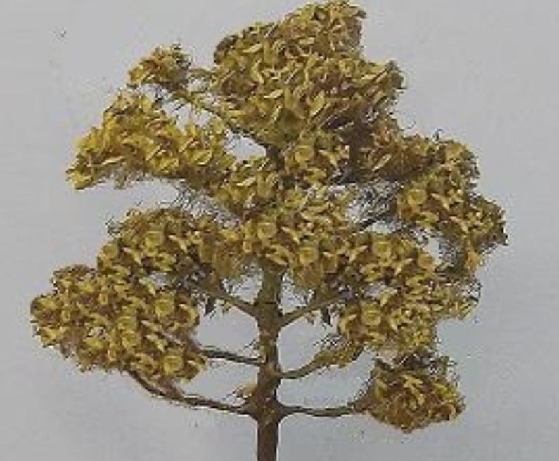 origano.jpg