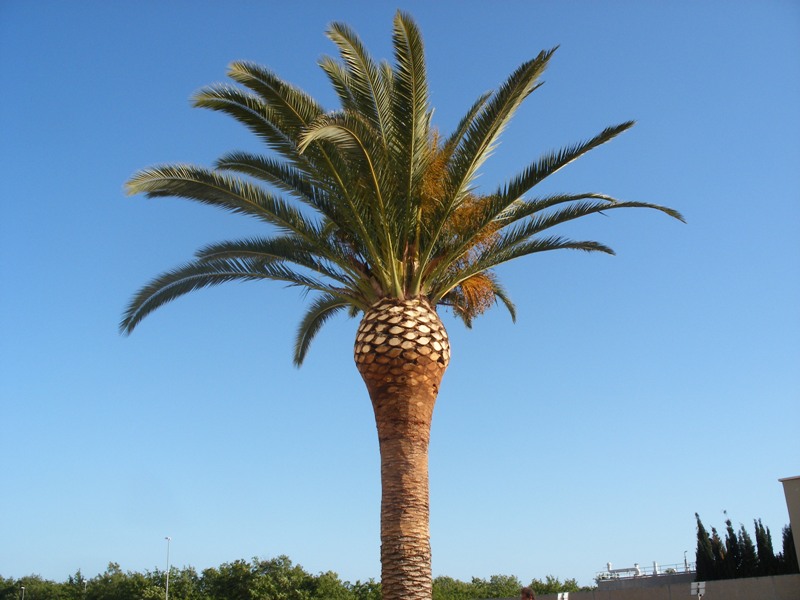 Palma.jpg