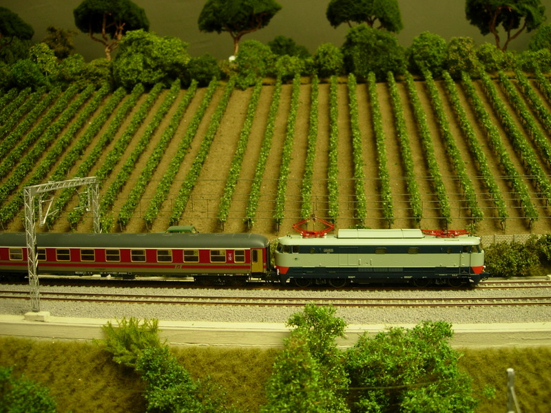 vigneto 001.jpg