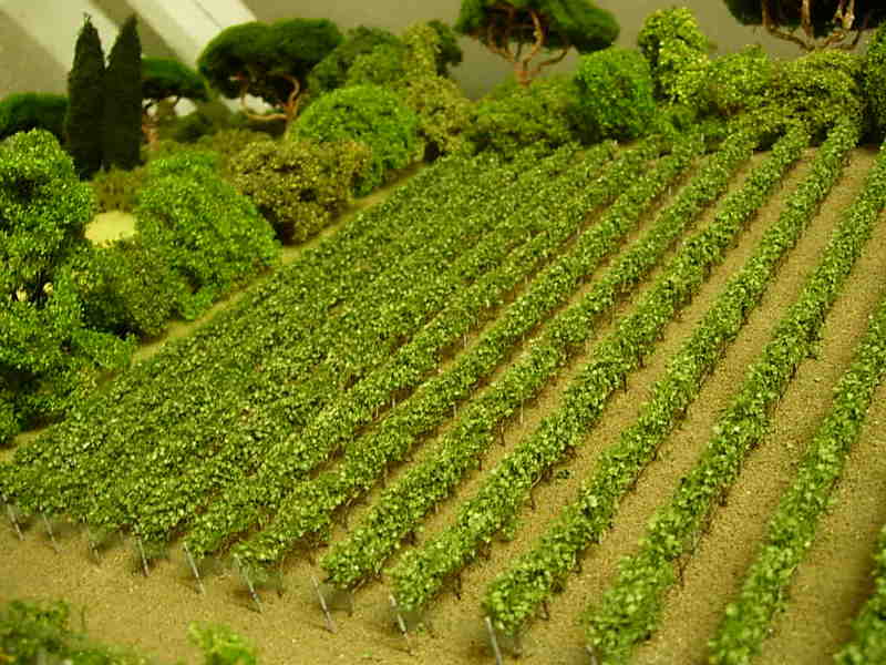vigneto 004.jpg