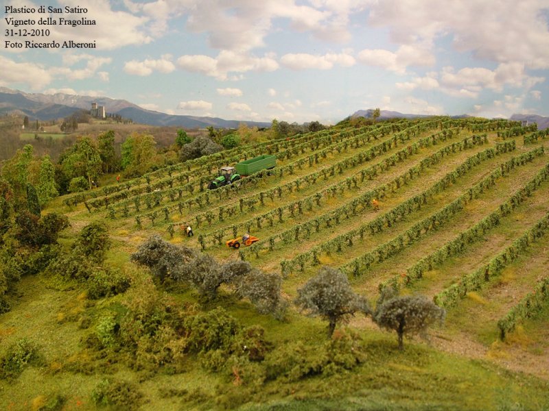 vigneto 006.jpg