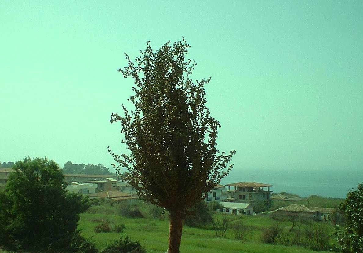 albero fiori secchi.jpg