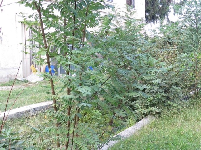 2015.09.26 chions azzano decimo Roberto Marcuzzo IMG_2567.JPG